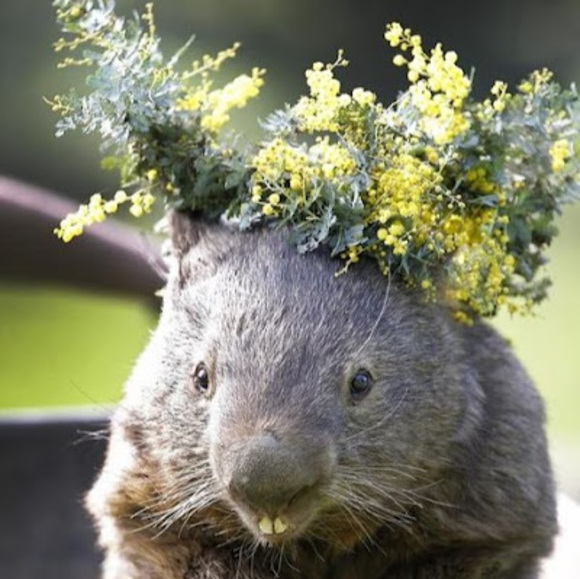 Meet your Posher, Olivia - Picture 1 of 1